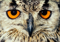 Eagle Owl, Bufo bufo