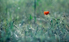 Poppy in cornfield, Papaver rhoeas