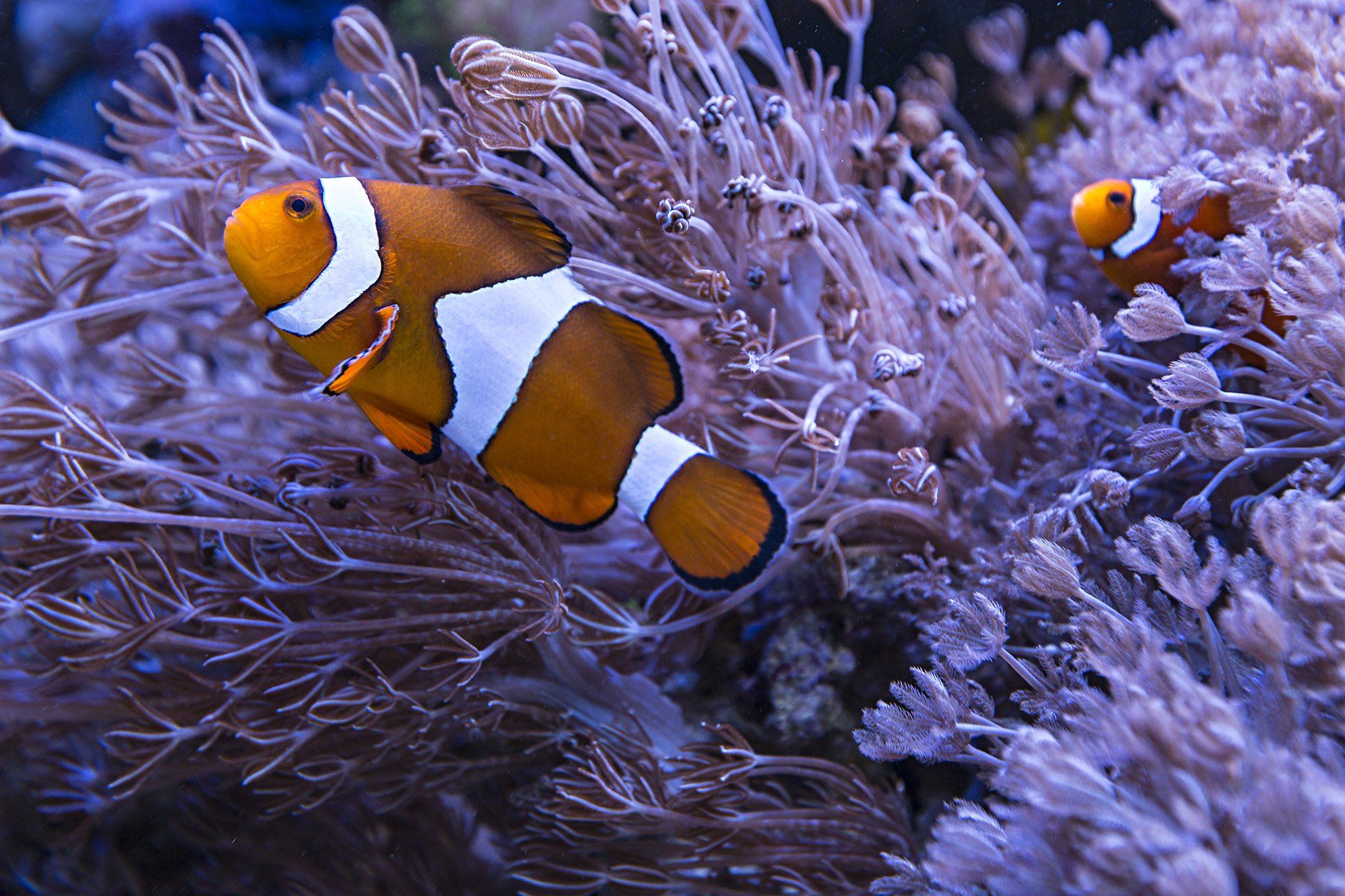 Clownfish in pulse coral