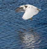 Little egret, Algarve, Portugal