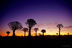 Kokerboom trees, Namibia