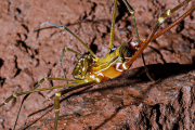 Opilione harvestman spider carrying captured insect, Gruta da Piedade, Minais Gerais