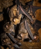 Bat colony, Krem Dam, Meghalaya