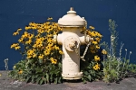 Fire hydrant with Black-eyed Susan, Seattle