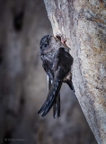 Cave swiftlet, Niah Cave, Malaysia
