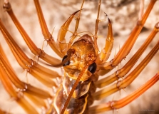 Centipede with venom, Mulu