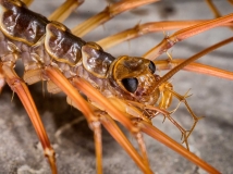 Cave centipede, Mulu