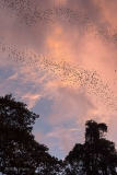 Bat flight, Deer Cave, Mulu