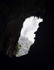 Wrinkle-lipped free-tailed bats and Lincoln's profile in Deer Cave