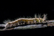 Caterpillar, rainforest