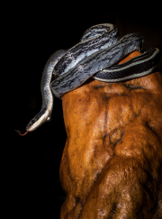 Cave Racer snake, Snaketrack Cave