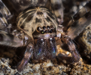 Huntsman spider, Stonehorse Cave
