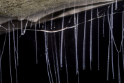 Fungus gnat larva, Stonehorse Cave