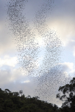 Wrinkle-lipped free-tailed bats leaving Deer Cave