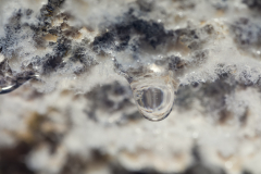 Threads growing inside water droplet, Clearwater Cave