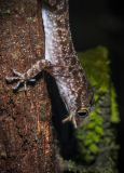 Gecko eating prey