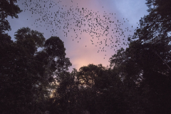 Wrinkle-lipped free-tailed bats, Deer Cave
