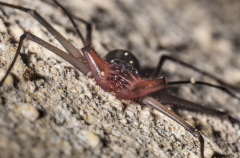 Whip scorpion, Stonehorse Cave