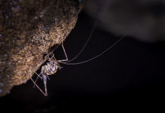 Cave cricket, Stonehorse Cave