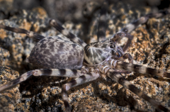 Huntsman spider, Stonehorse Cave