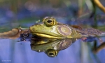 Bullfrog, New England