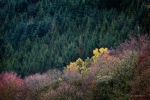 Forest in autumn, Blorenge, Wales