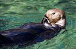 Sea Otter, Canada