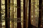 Tier-Freigelande forest, Germany