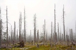 Trees killed by bark beetles, Mt Rachel, Bavaria
