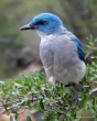 Mexican Jay, Big Bend National Park, Texas