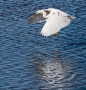Little egret, Algarve