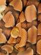 Southern Copperhead snake, New Mexico