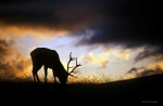 Stag at dusk, Scotland