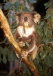 Koala, Blue Mountains, Australia