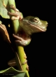 Green Tree Frog, Cairns, Australia