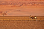 Sable antelope, Namib desert, Namibia