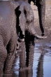 African Elephant, Etosha, Namibia