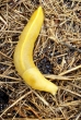 Banana Slug, Washington state
