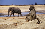 Chacma baboon and African elephant, Zimbabwe