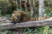 South American Coati, aka Ring-tailed Coati or Brown-nosed Coati, Nasua nasua, Sao Paulo