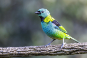 Green-headed Tanager, Tangara seledon, Sao Paulo