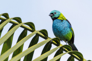 Green-headed Tanager, Tangara seledon, Sao Paulo