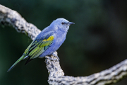 Golden-chevroned Tanager, Thraupis ornata, Sao Paulo