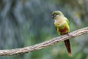 Maroon-bellied Parakeet, Pyrrhura frontalis, Sao Paulo