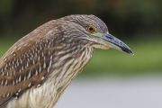 Juvenile Black-crowned Night Heron, Nycticorax nycticorax, Iguape