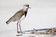Southern lapwing (quero-quero), Vanellus chilensis, Cardoso