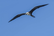 Juvenile Magnificent frigatebird, Fregata magnificens, in flight, Cananeia
