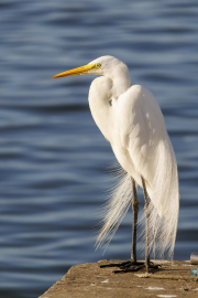 Great white egret, Ardea alba, Cananeia