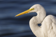 Great white egret, Ardea alba, Cananeia
