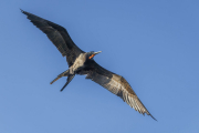 Magnificent frigatebird, Fregata magnificens, in flight, Cananela